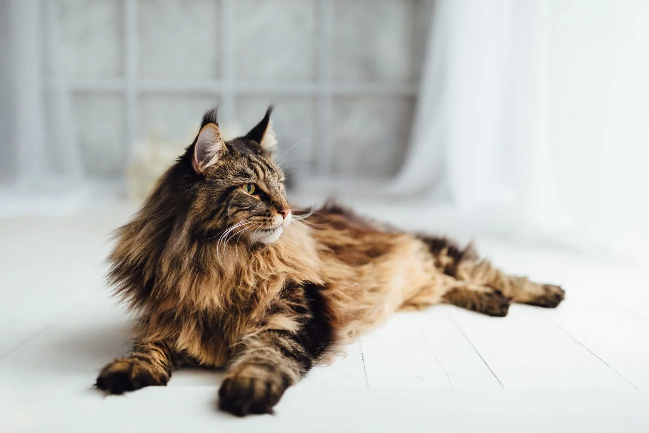 Maine Coon – jedna z długowłosych ras kotów