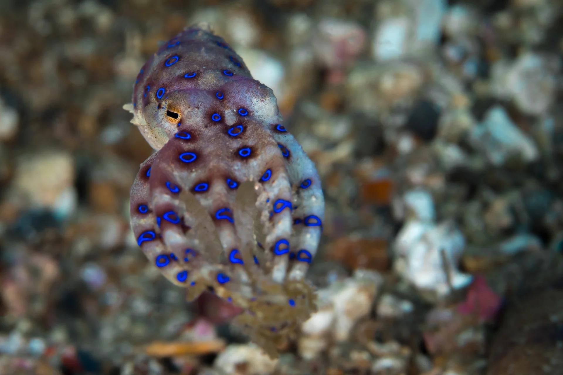 Ośmiornica Hapalochlaena fasciata 