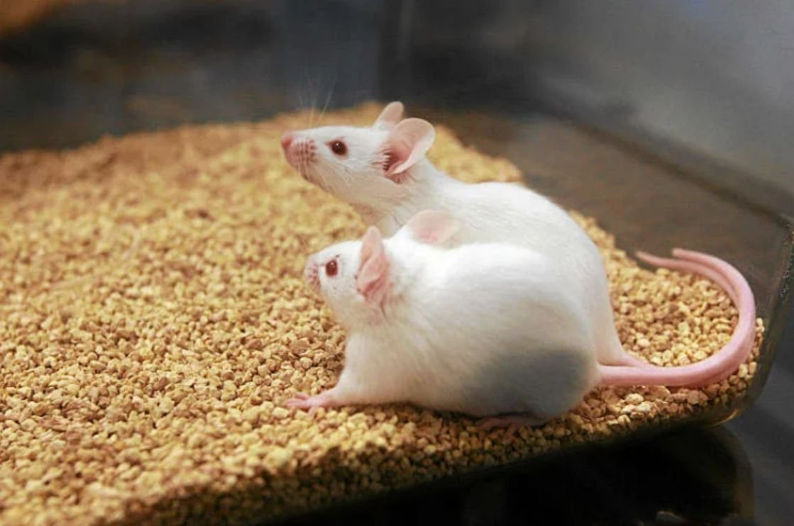 "Nature Communications" poinformowało, że badania prowadzone w ostatnich tygodniach na myszach wykazały, iż wysoki poziom białka SIRT6 może wydłużać życie nawet o 30 procent.