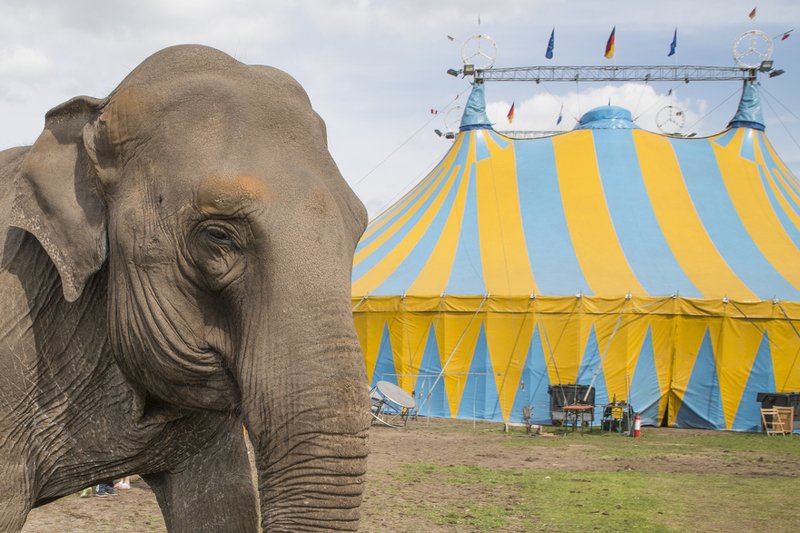 Decyzja Roberta Biedronia o tym, by nie wpuszczać cyrku Arena do Słupska na nowo otworzyła dyskusję o warunkach, w jakich żyją cyrkowe zwierzęta.