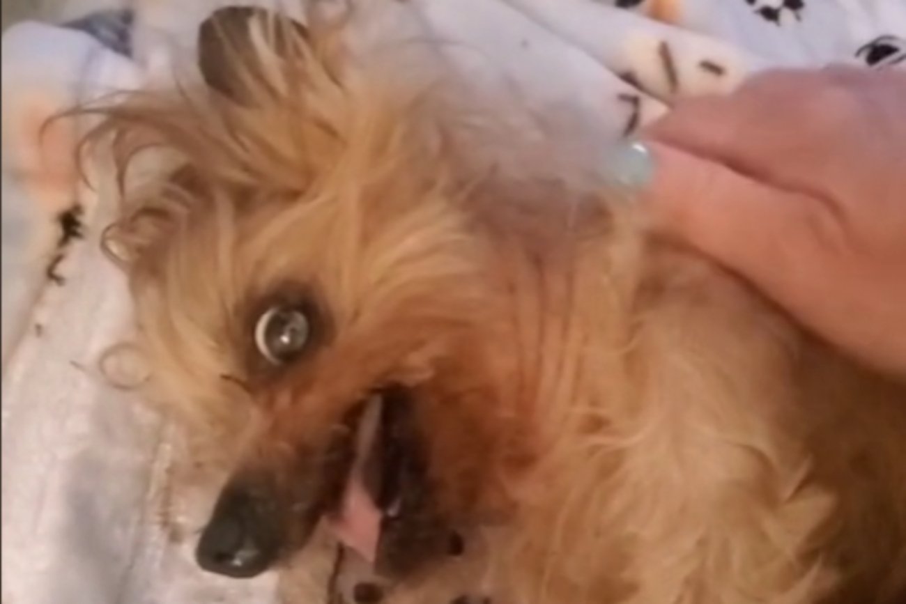 Pies Eddie z kanału eddieonwheels.