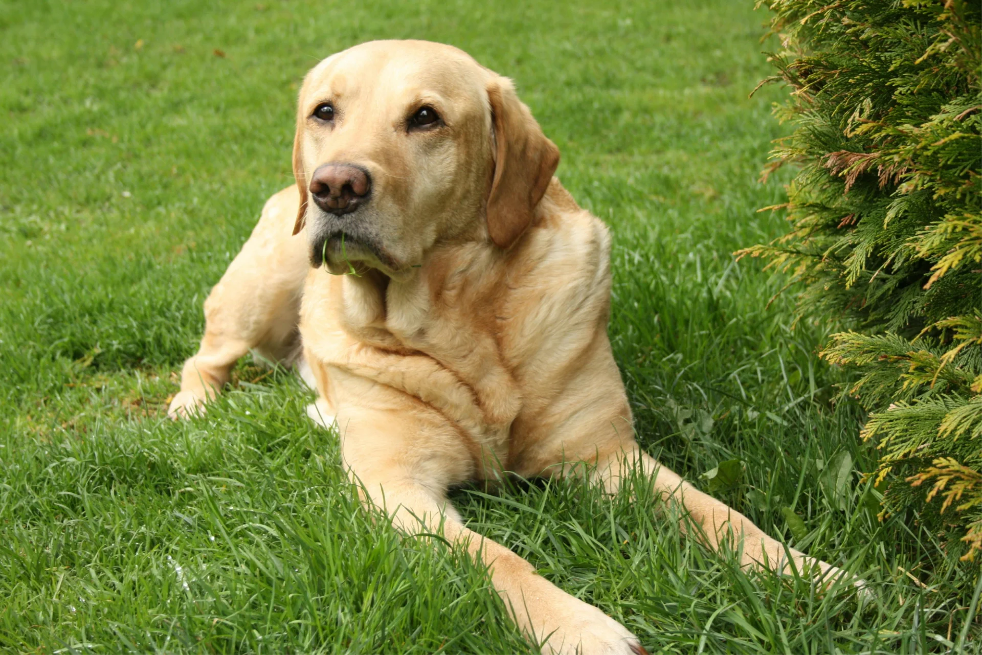 Beżowy pies rasy Labrador Retriever leży na trawie