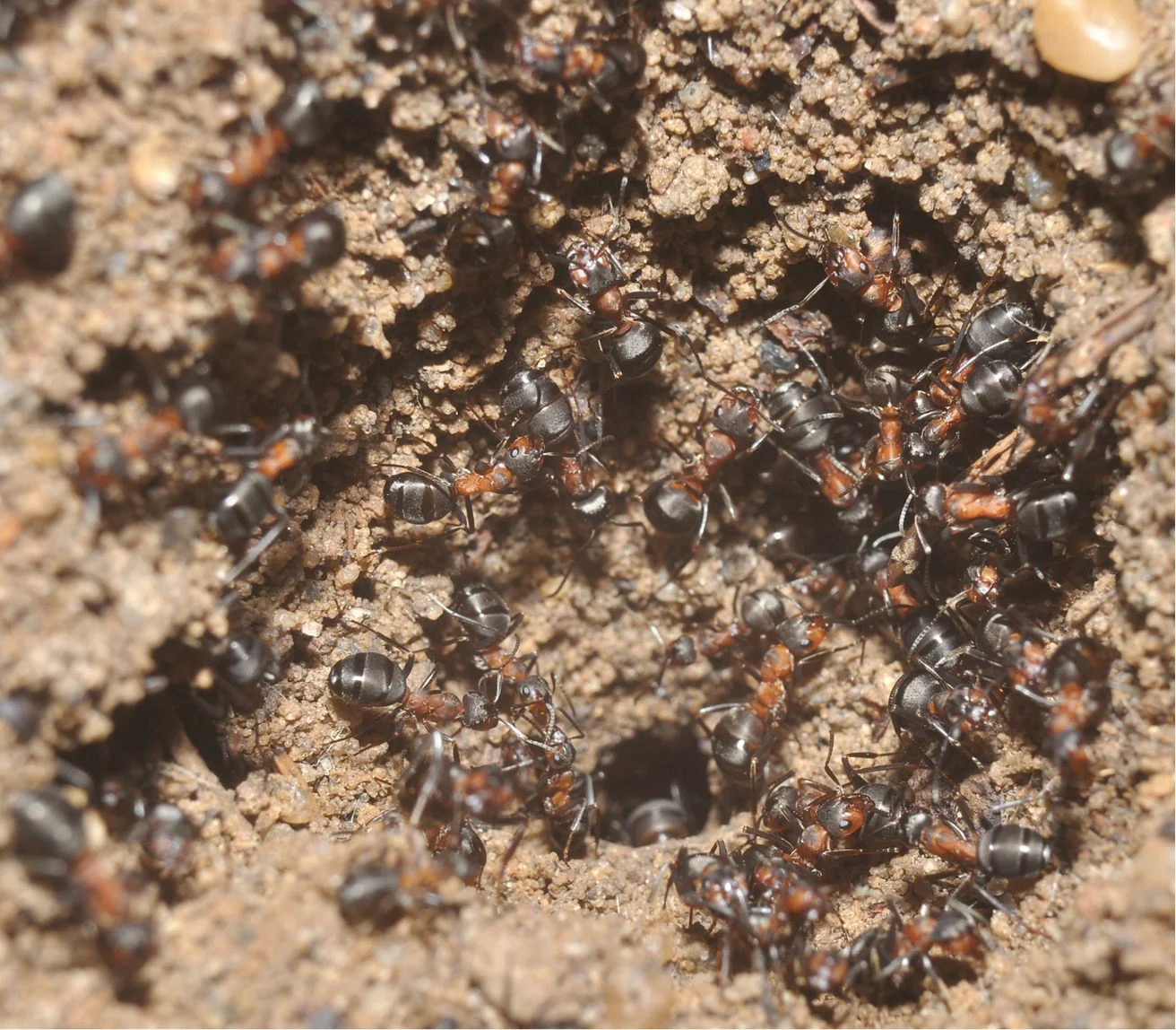 Zdolności adaptacyjne mrówek z gatunku formica polyctena (mrówka ćmawa) zaskoczyły samych naukowców. Ich historia zamknie się w trylogii - wkrótce ukaże się jeszcze trzeci artykuł z wnioskami z badań