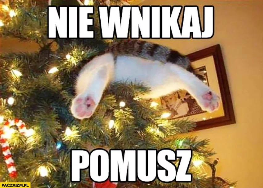 Sezon na memy z kotem i choinką właśnie się zaczyna
