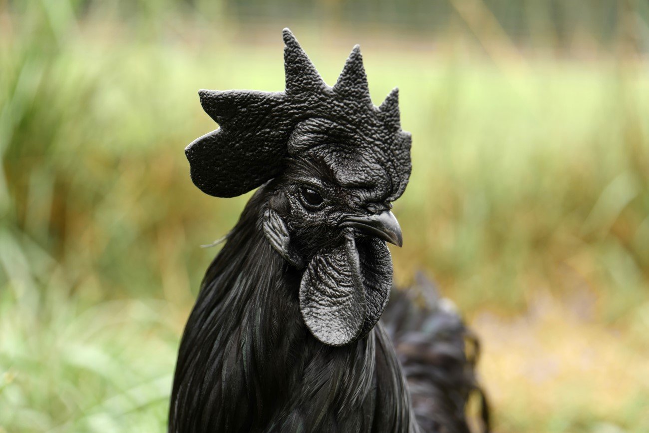 Ayam Cerami – najdroższa rasa kur na świecie
