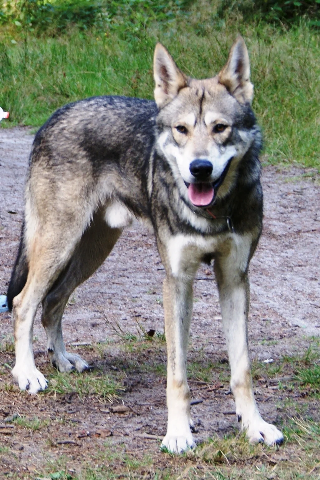 Saarlooswolfhond (wilczak Saarloosa)