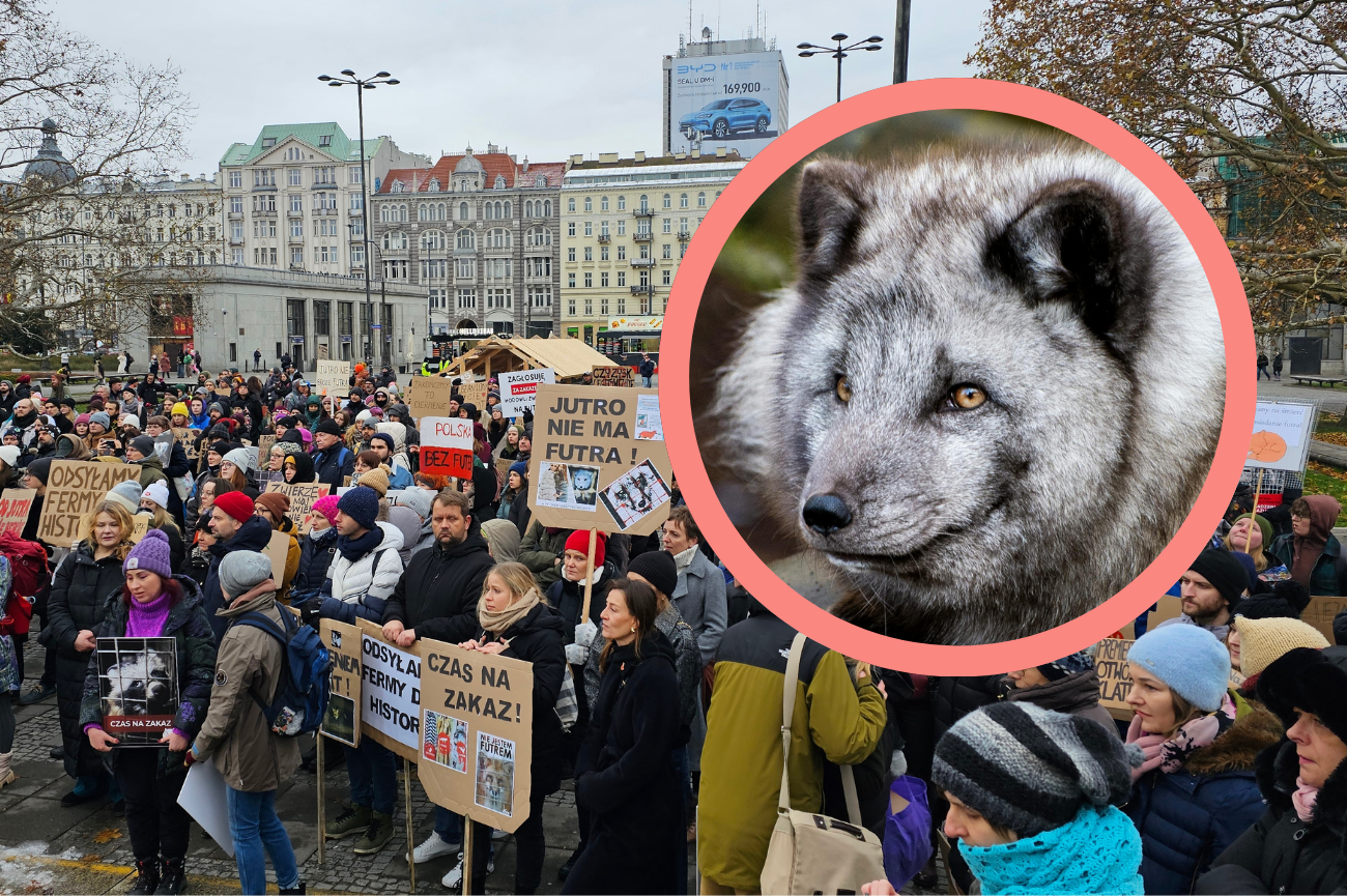 Obchody Dnia Bez Futra w Warszawie. Czy Polska zakaże hodowli zwierząt na futra?