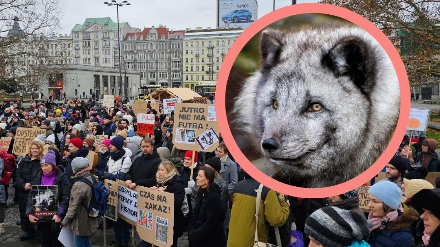 Obchody Dnia Bez Futra w Warszawie. Czy Polska zakaże hodowli zwierząt na futra?