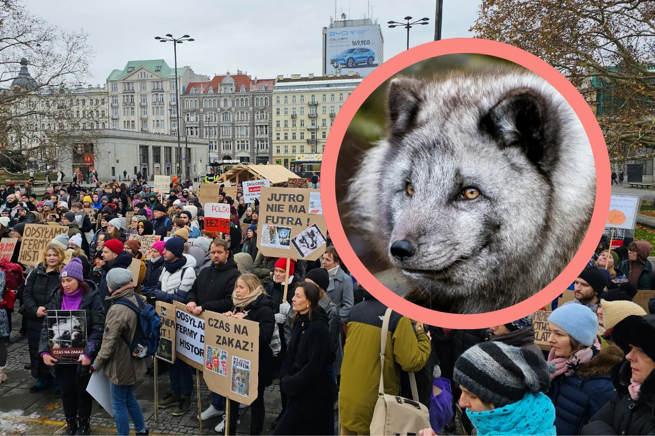 Obchody Dnia Bez Futra w Warszawie. Czy Polska zakaże hodowli zwierząt na futra?