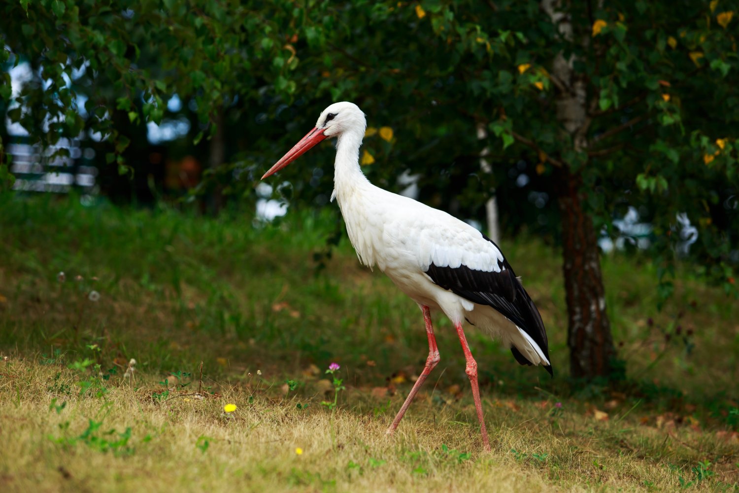 Bocian biały
