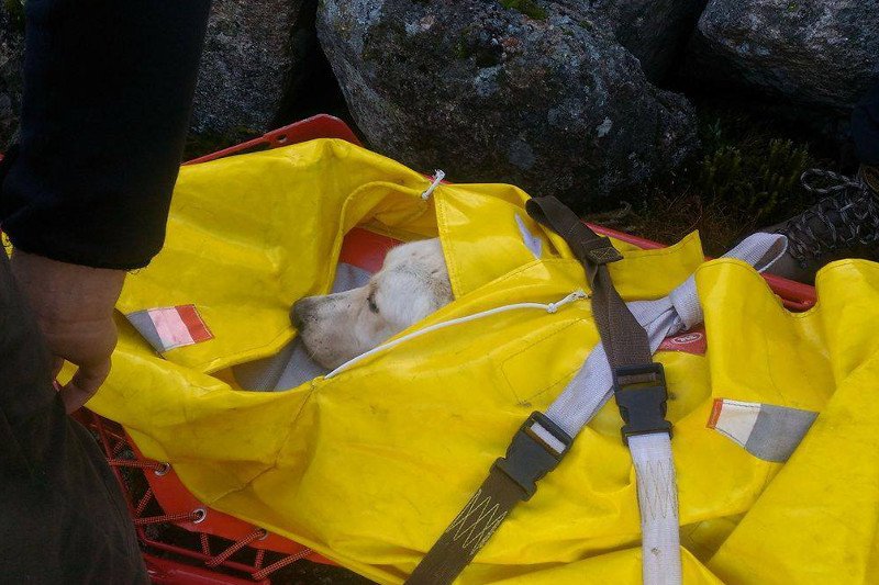 Niesamowita akcja ratunkowa. Ten pies spędził prawie miesiąc uwięziony w Karkonoszach.