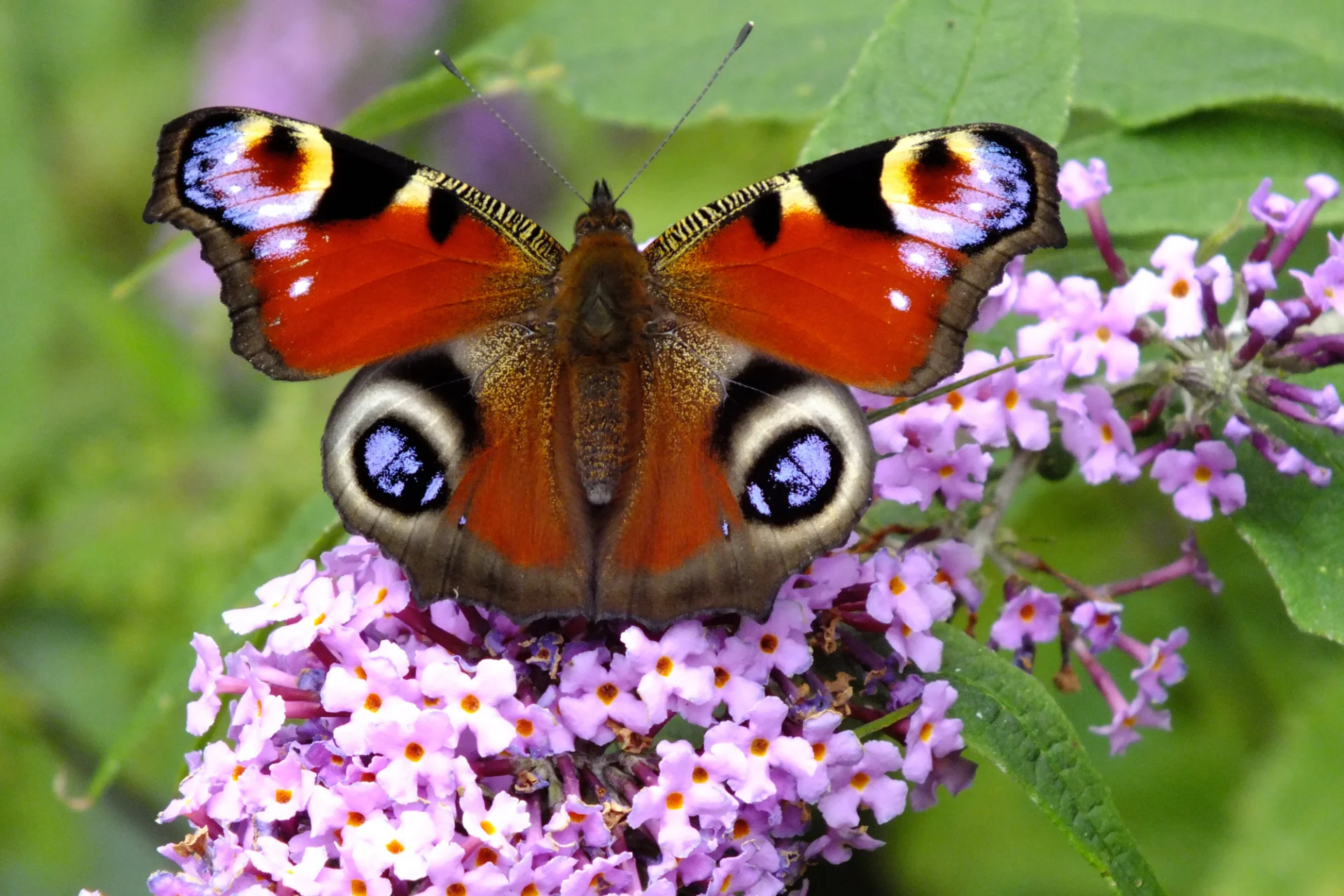 Motyl rusałka pawik na kwiatach bzu