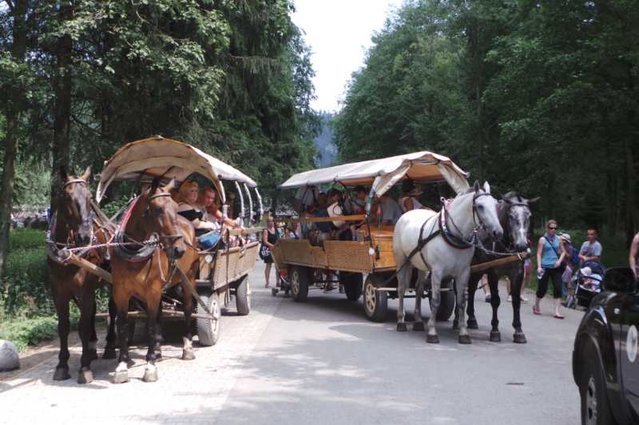 Fiakrem nie może być każdy. Pokazujemy kulisy ich biznesu.
