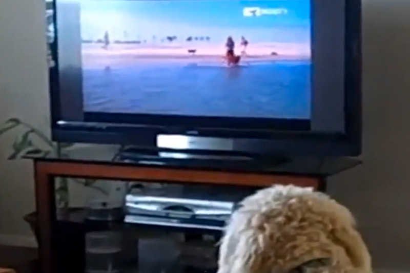 Dog TV pozwala zabić psom nudę, kiedy właściciele są poza domem.
