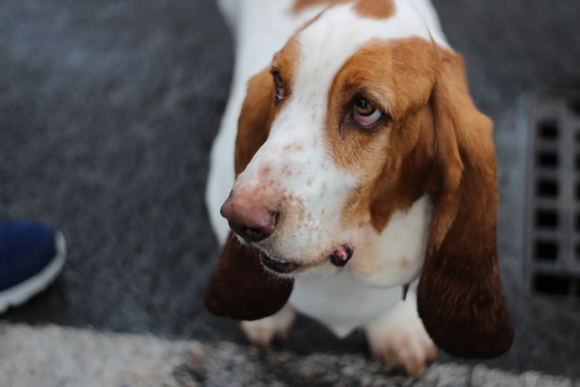 Basset Basset