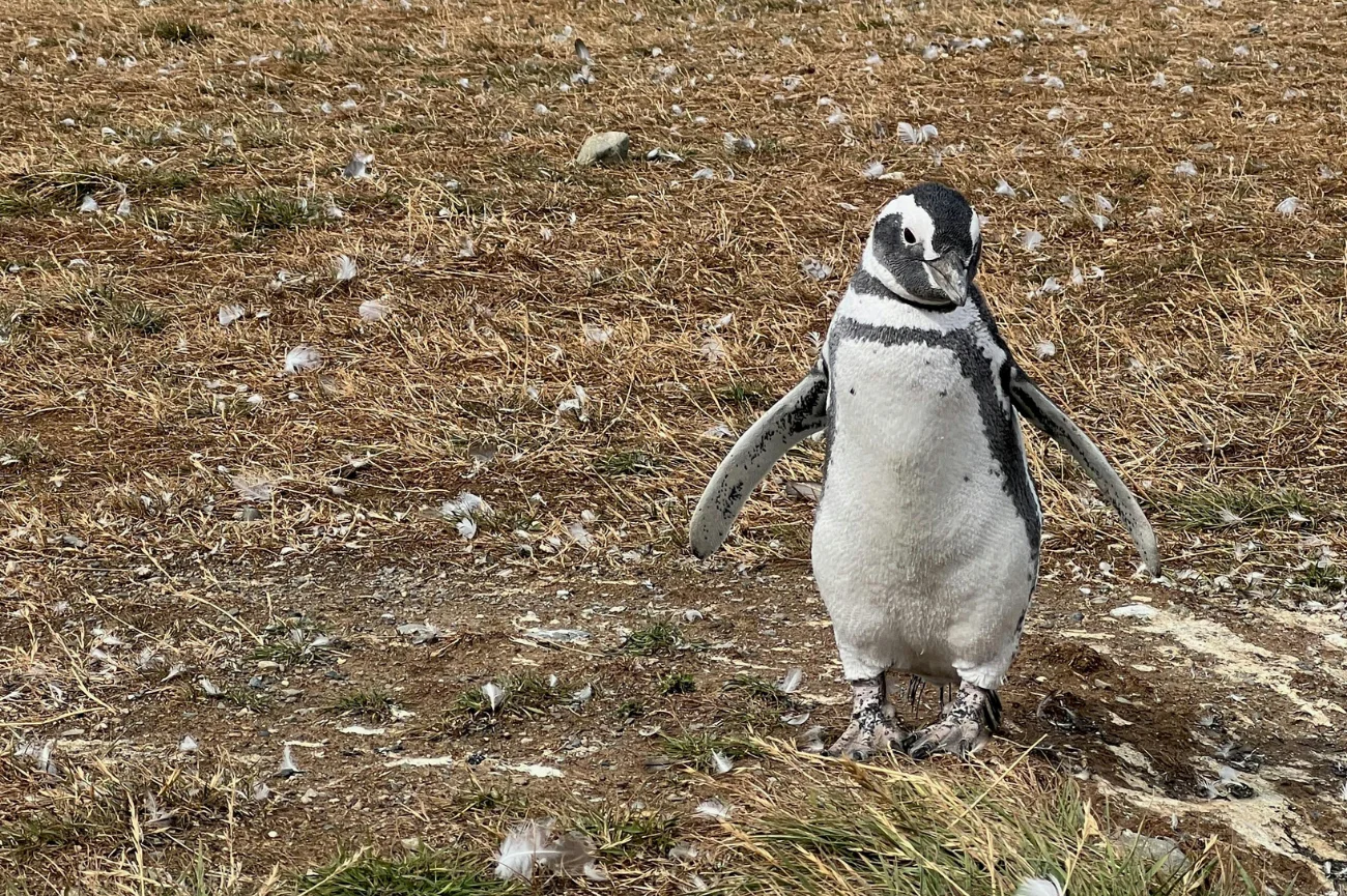 Pingwin magellański zamieszkuje południową część Ameryki Połudiowej oraz Falklandy Pingwin magellański stoi na ziemi
