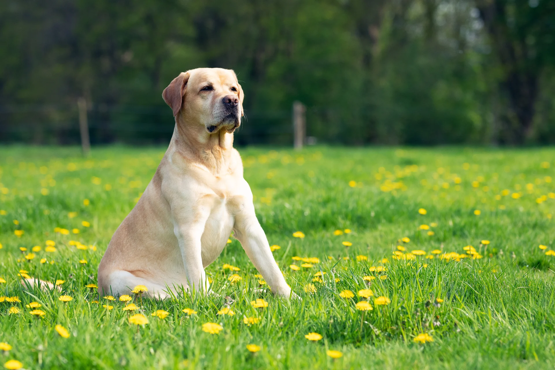 Labrador Labrador