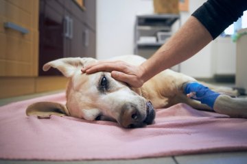 Babeszjoza to śmiertelnie niebezpieczna choroba, za którą odpowiadają kleszcze