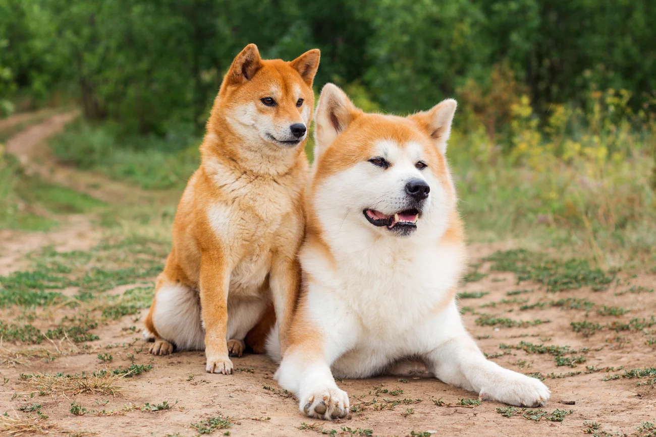 Psy rasy akita Dwa psy rasy akita na spacerze