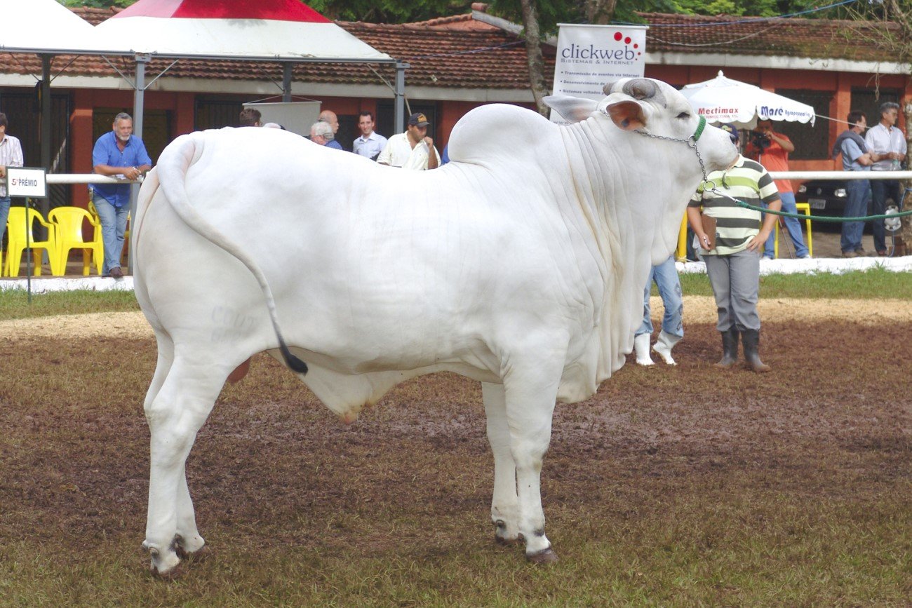 Krowa rasy Nelore – najdroższa krowa świata