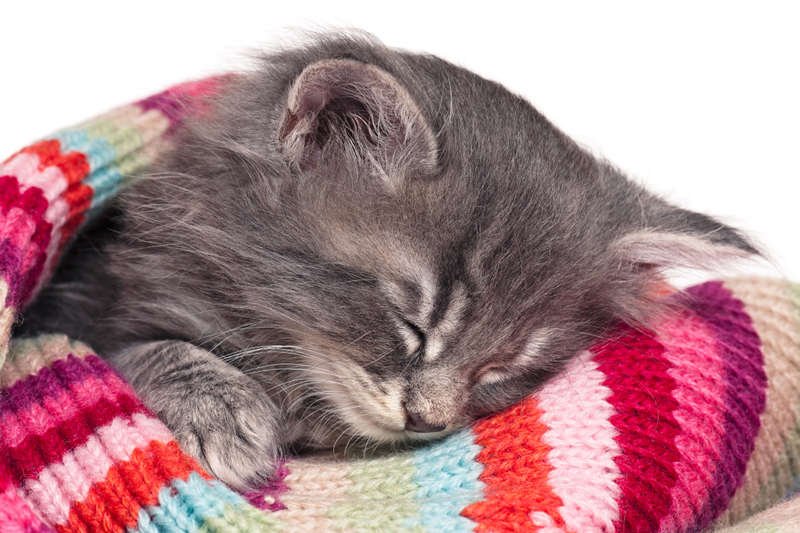 Mały kotek – słodki czy mdły?