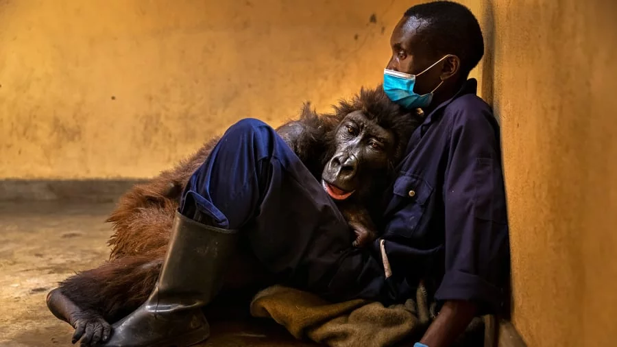 Brent Stirton, "Ndakasi's passing" - zwycięzca kategorii "fotoreportaż"