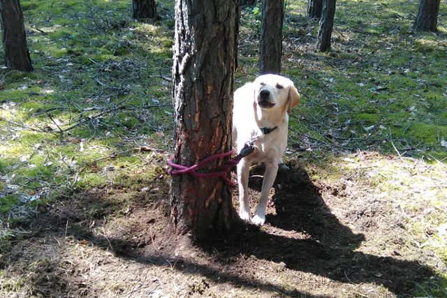Labrador. Barwa biszkoptowa. Miał niebieską, parcianą obrożę i grubą bordową smycz.