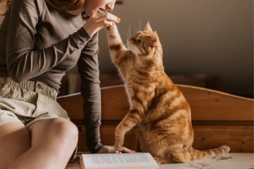 Obalamy mity o kotach Rudy kot bawi się z opiekunką
