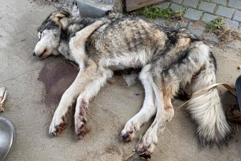 Kobieta chciała zemścić się na byłym mężu zagładzając jego psa.