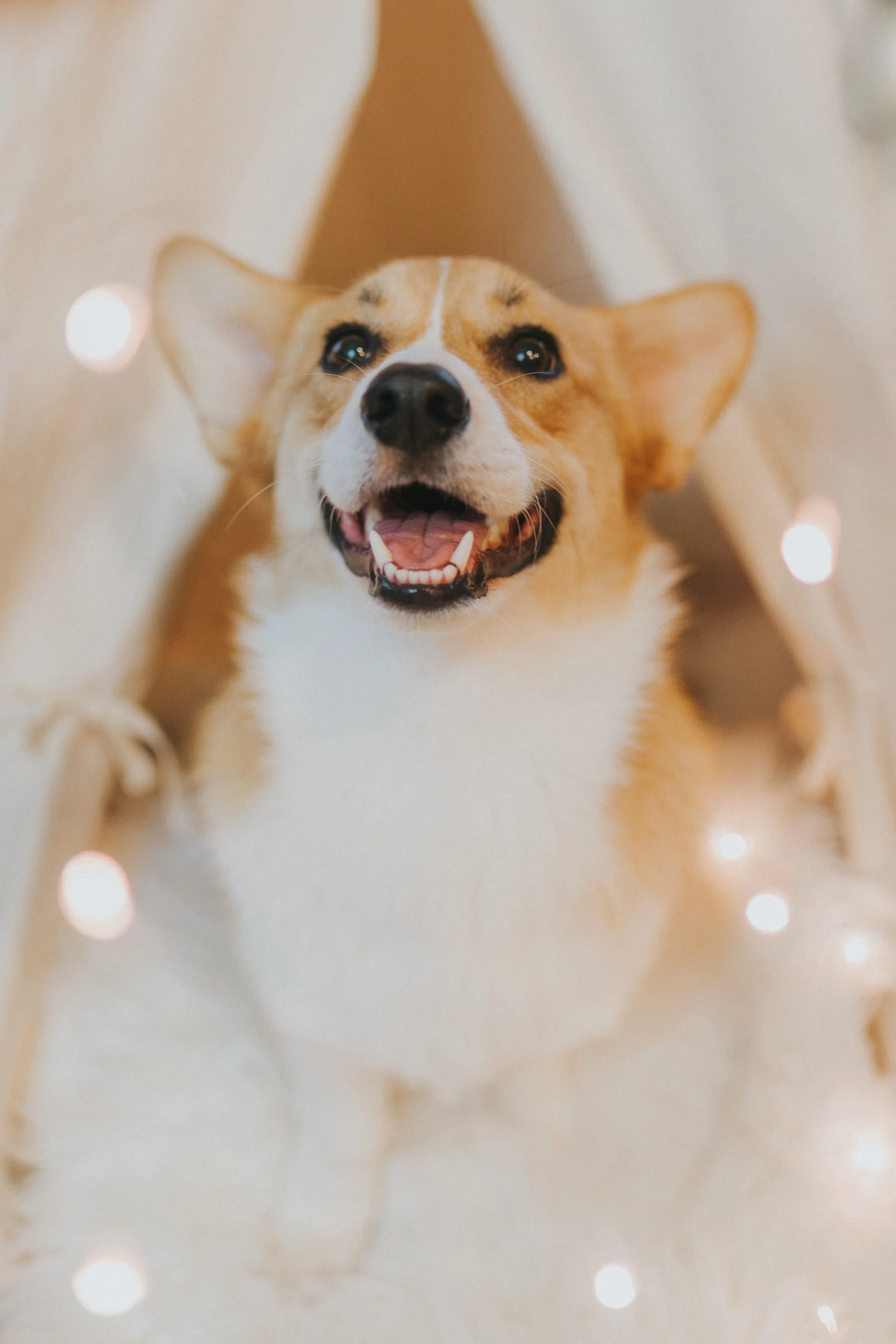 Corgi