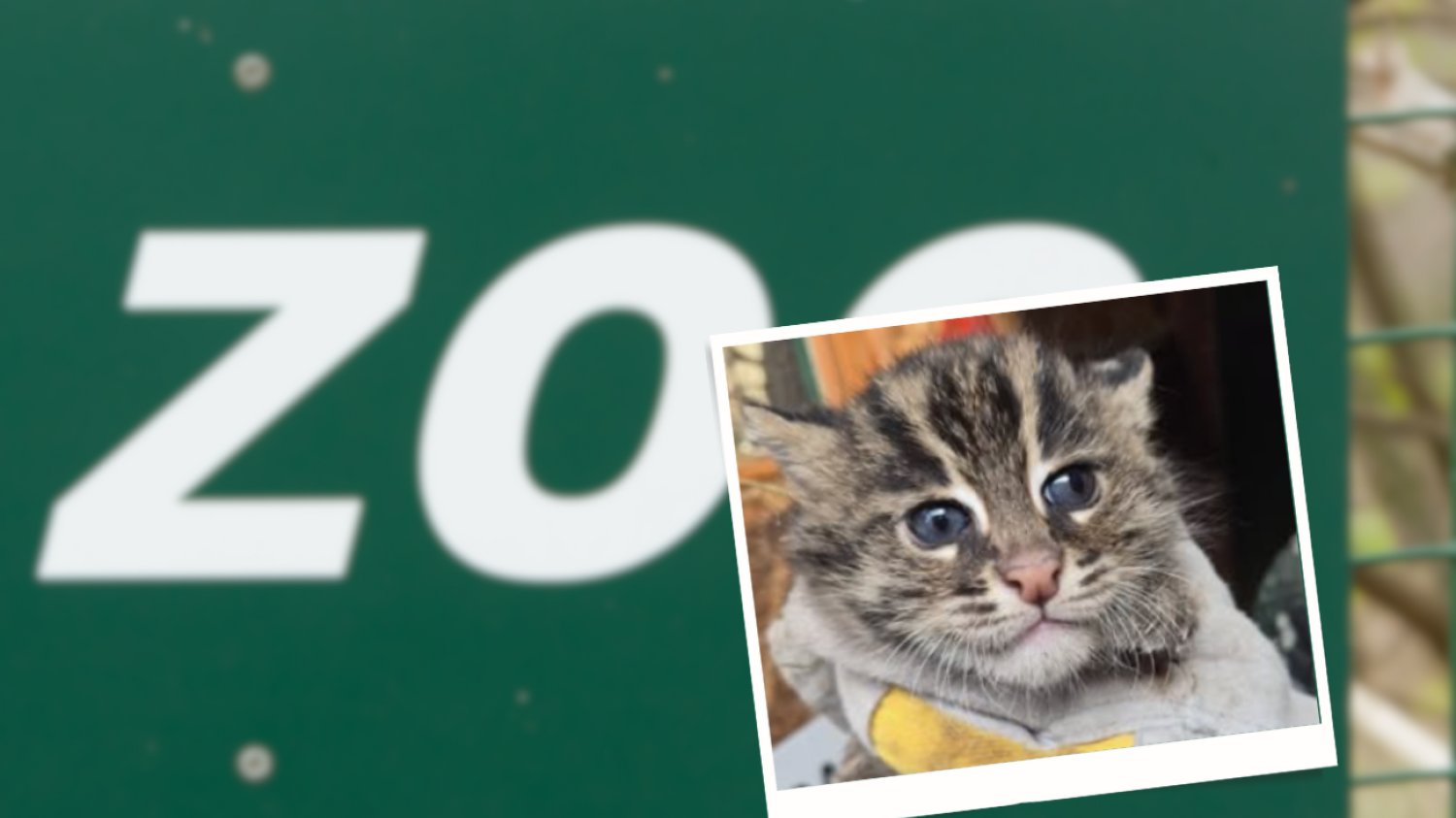 Taraj urodzony w toruńskim zoo