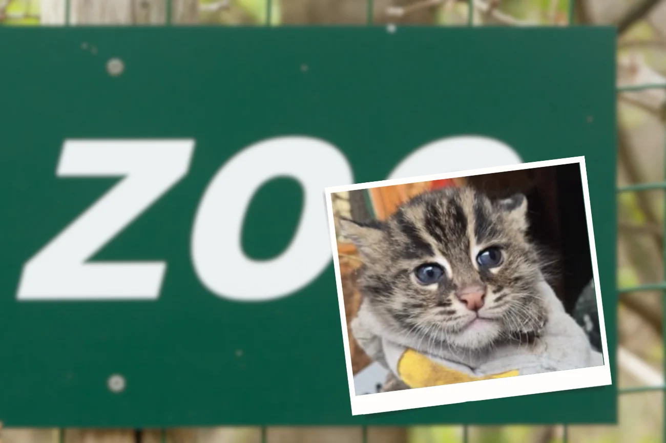 Taraj urodzony w toruńskim zoo