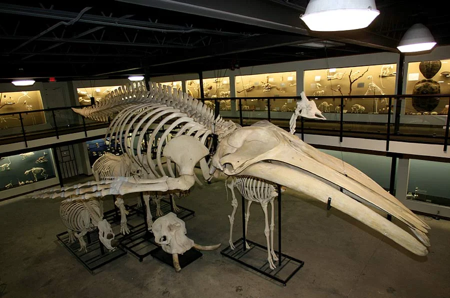 Szkielet humbaka z Muzeum Osteologii w Oklahomie