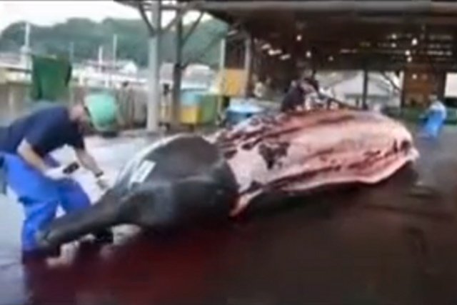 Delfiny zabija się dla mięsa m.in. w Japonii