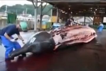 Delfiny zabija się dla mięsa m.in. w Japonii