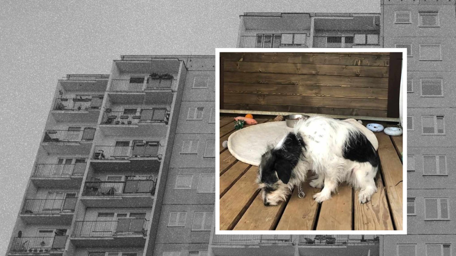 Kolaż: smutny piesek, blokowisko