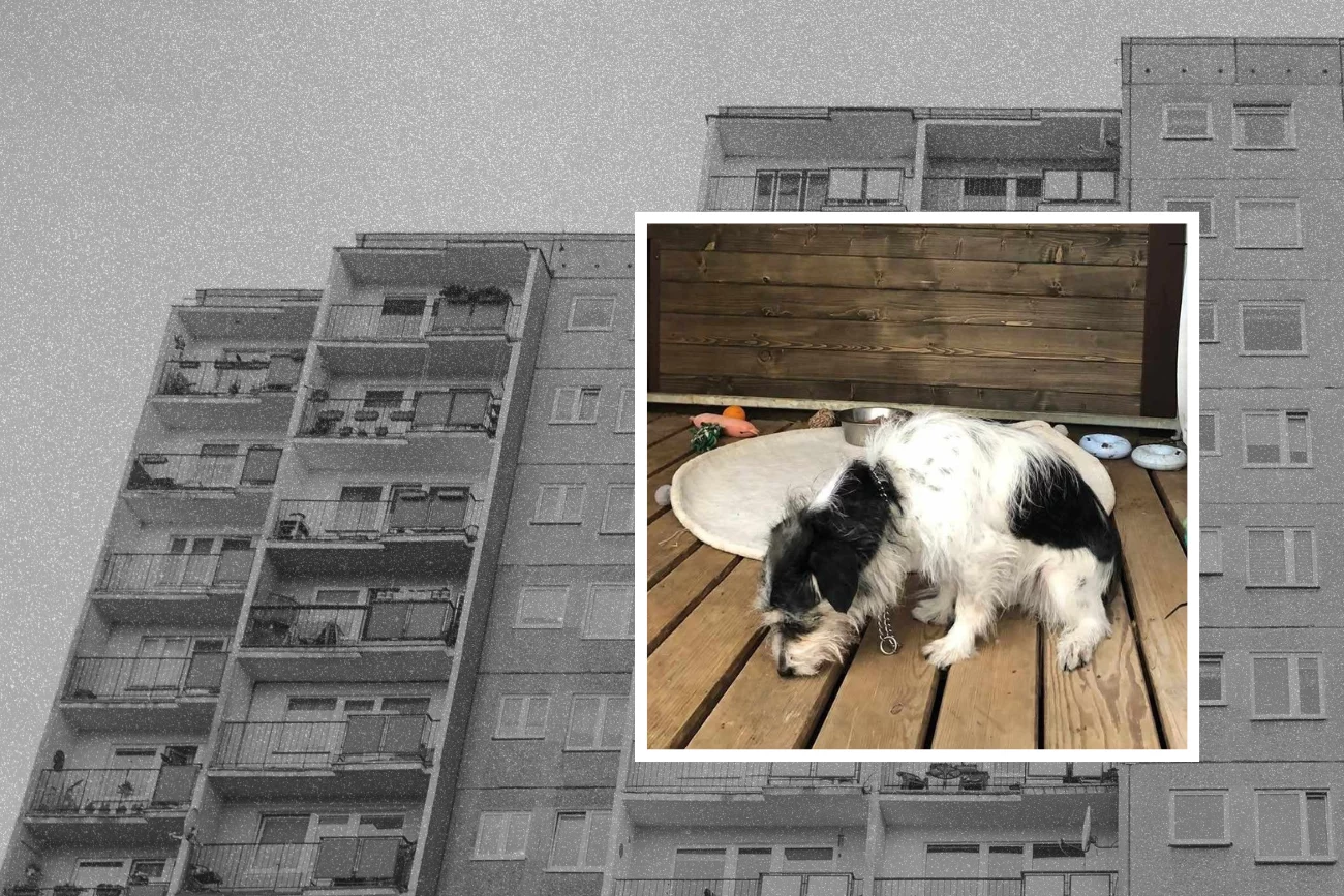 Kolaż: smutny piesek, blokowisko