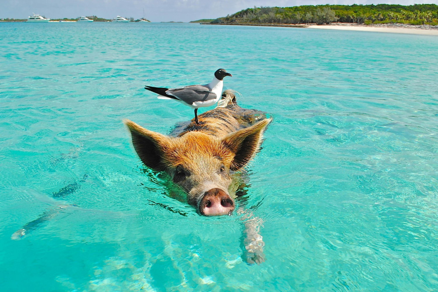 Świnia pływa z ptakiem na grzbiecie
