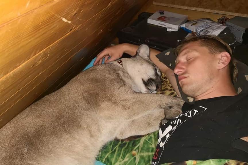 Puma Nubia znalazła schronienie w Śląskim Ogrodzie Zoologicznym w Chorzowie - poinformował radny Łukasz Litewka.