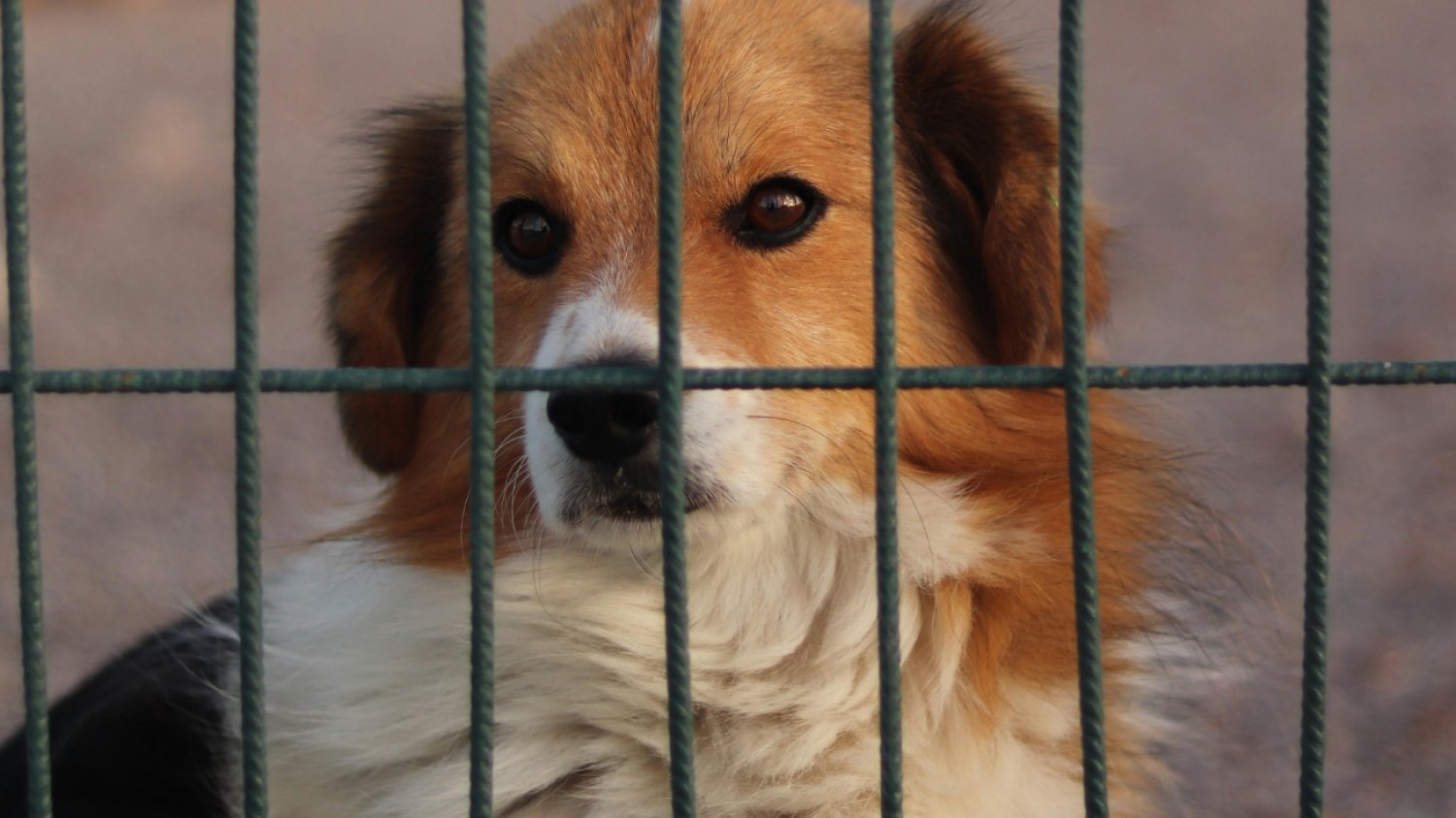 Gmina Kamieńsk płaci za adopcję czworonoga Pies w schronisku patrzy smutnym wzrokiem