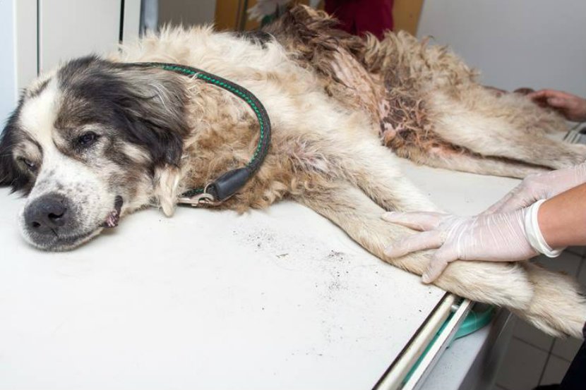 Atos walczy o życie dzięki interwencji Fundacji na Rzecz Ochrony Praw Zwierząt EX LEGE.