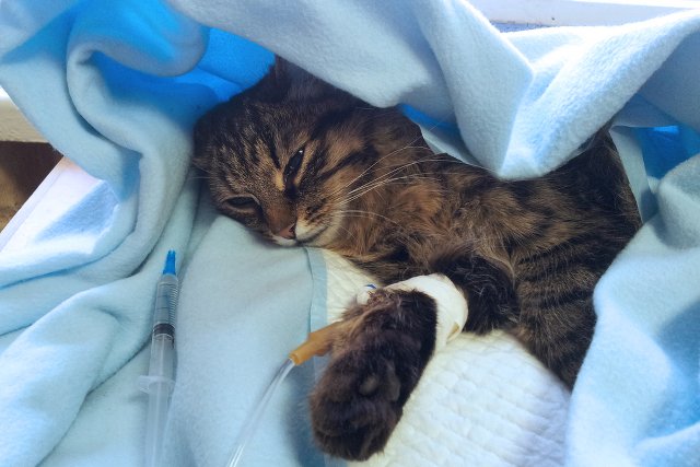 Czy można wziąć urlop na żądanie, gdy nasz pupil wymaga opieki?