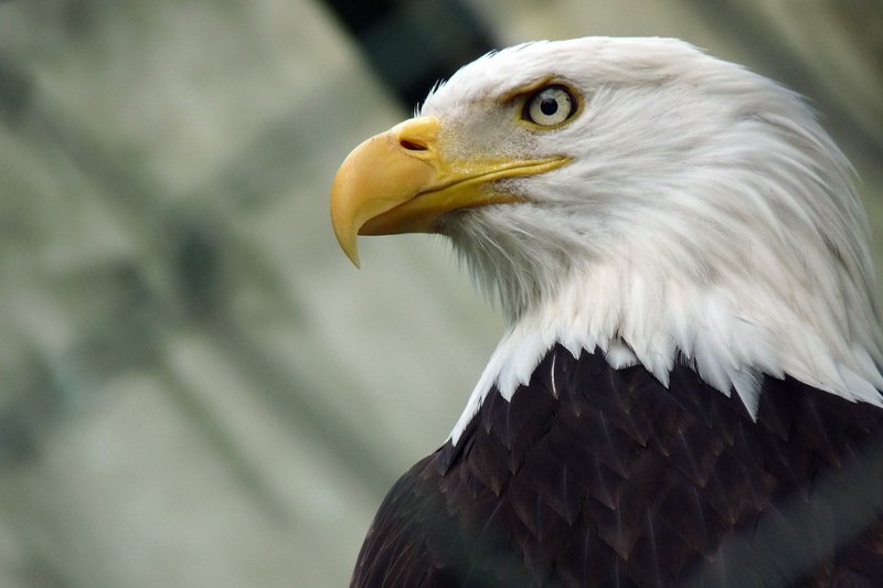 Policja z Holandii rozważa zastosowanie orłów do walki z zagrożeniem, jakim są krążące po niebie niechciane drony
