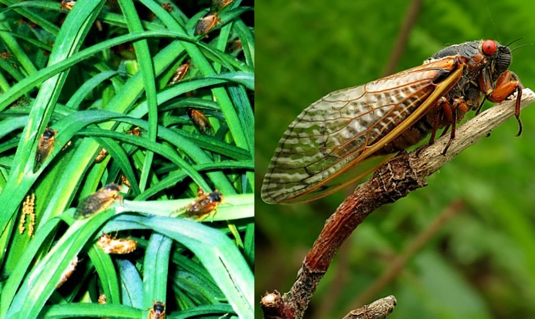 Cylady szturmują USA. Inwazja 1,5 mld owadów po 17 latach pod ziemią [FOTO]