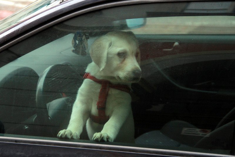 Pies dwa dni spędził w zamkniętym samochodzie. Uwolniła go policja. (zdjęcie poglądowe)
