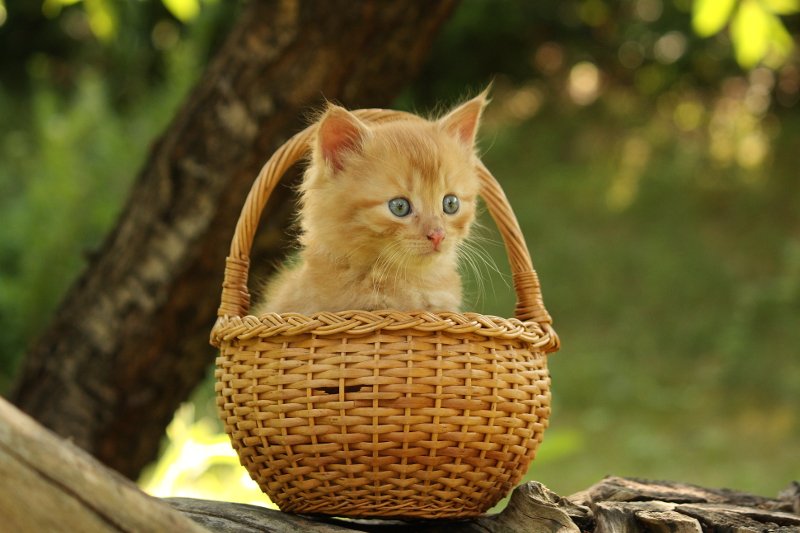 Polacy coraz lepiej zajmują się zwierzętami. Coraz częściej też traktują je jak członków rodziny.