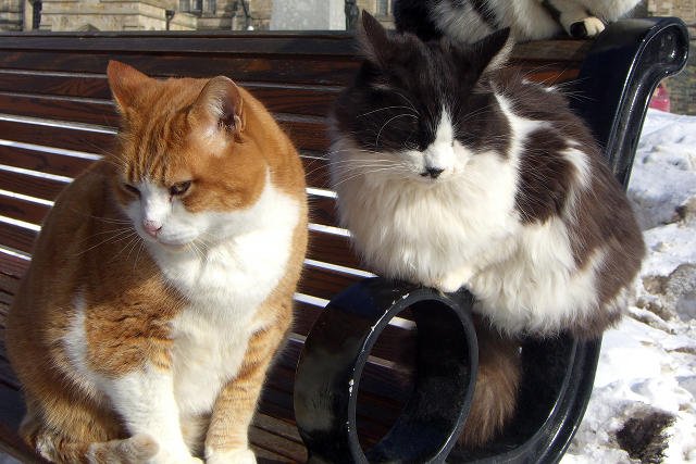 28-letni student medycyny miał zabijać przygarnięte koty