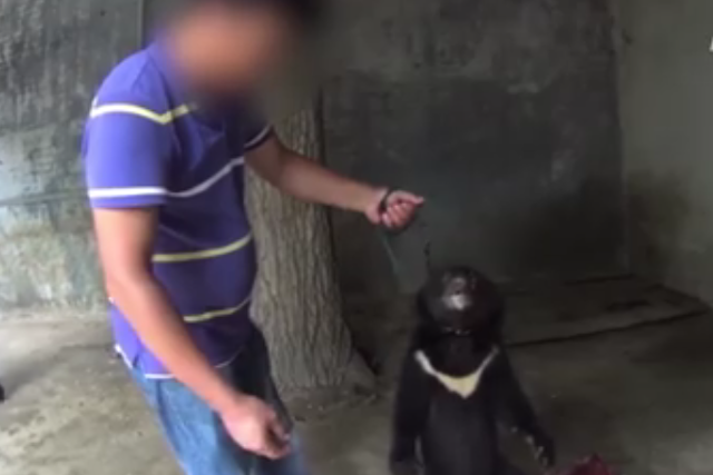 Wstrząsające nagrania z tresury młodych niedźwiedzi na Facebooku obejrzało 5,4 mln ludzi.