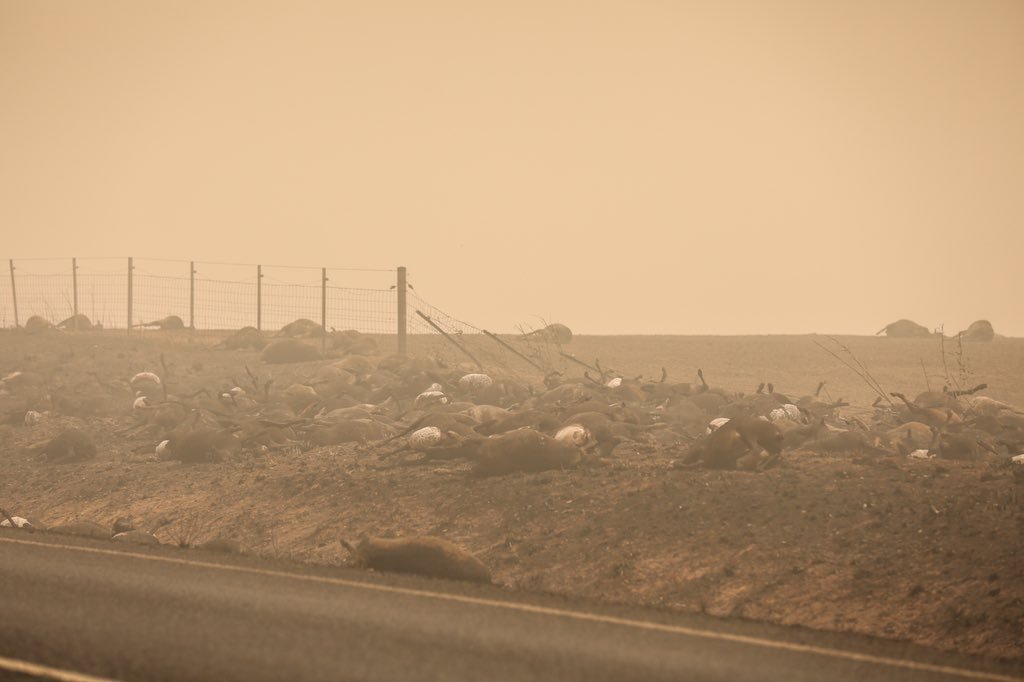 Na nagraniu widać setki zmarłych zwierząt.