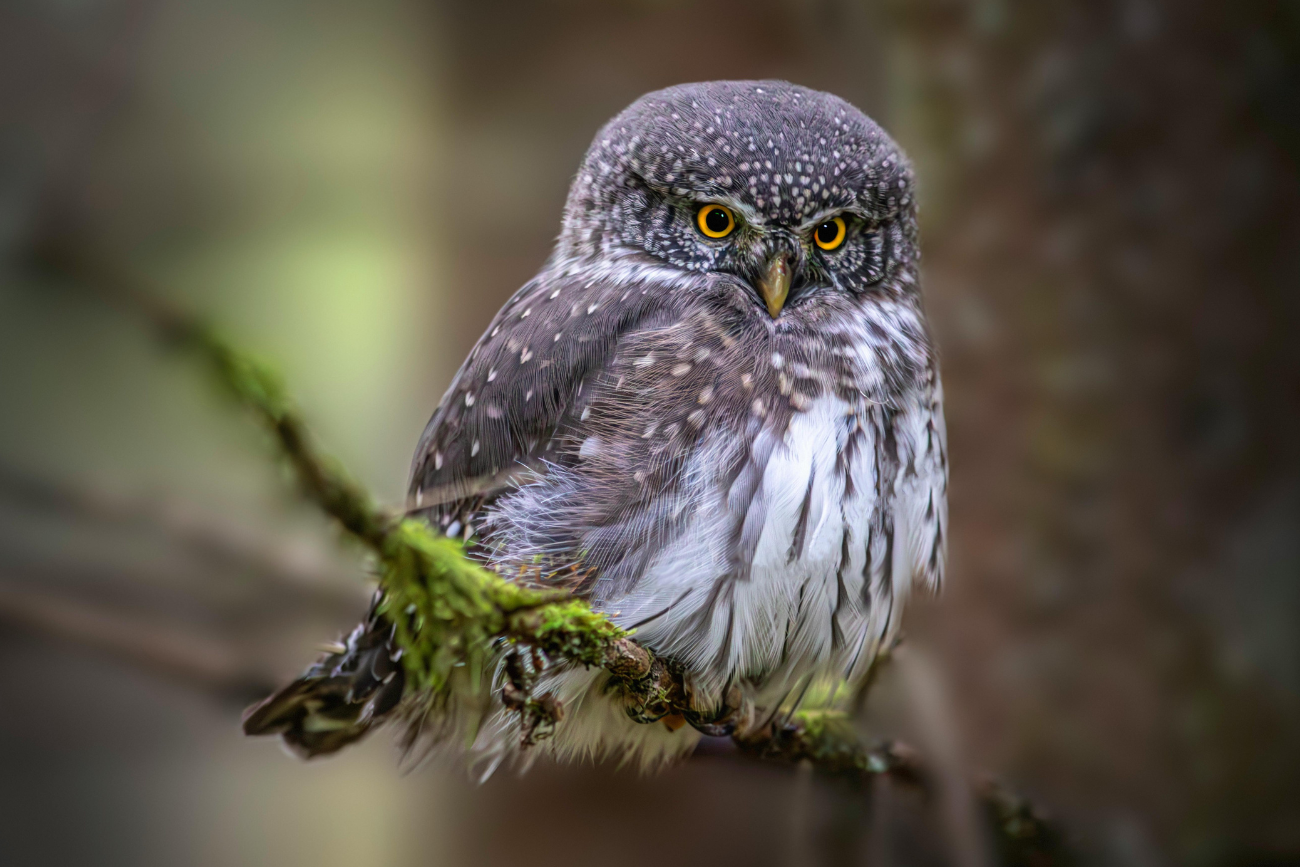 Najrzadziej spotykane zwierzęta w Polsce Sówka zwyczajna